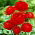 Ranunculus - Rojo - paquete de 10 piezas