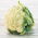 Kembang kol Putih 'Pagi' -  Brassica oleracea var. Botrytis - Poranek - biji