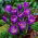 Crocus Remembrance - groot pakket! - 200 stuks - 