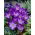 Crocus Ruby Giant - 10 ampul - Crocus tommasinianus Ruby Giant