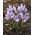 Crocus Sativus - Șofran - pachet mare! - 200 buc.