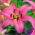 Pink Asiatic lily - Pink - Paket Besar! - 15 pcs. - 