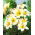 Lilium, Lilie White Planet