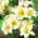 Lilium, Lilie White Planet