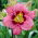 Daylily alltid eftermiddag