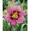 Daylily alltid eftermiddag