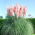 Pink Pampas Grass zaden - Cortaderia selloana - 156 zaden