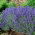Hạt giống hoa oải hương - Lavandula angustifolia - 200 hạt - Lavendula vera