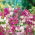 Örök borsó, évelő borsó vegyes mag - Lathyrus latifolius - 18 mag - magok