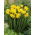 Jonquil - rush daffodil - Sweetness - pack besar! - 100 pcs - 
