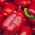 Paprika - Barbórka -  Capsicum annuum - Barbórka - magok