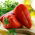 Ardei dulce "Mercedes" - varietate roșie, medie timpurie, cu conținut ridicat de vitamina C. -  Capsicum annuum - Mercedes - semințe
