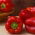 Sweet pepper 'Libra' - red, medium early variety for cultivation under covers, long harvest