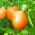 Tomate 'Jokato' - mittelfrühe, Zwerg Freilandtomate, ertragreiche Orangensorte