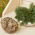 Rose of Jericho - Stort paket! - 10 st; Pallenis hierochuntica