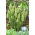Green grape hyacinth - Muscari Bellevalia Green Pearl - Paket Besar! - 50 pcs. - 