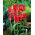 Tulipa Aladdin - Tulip Aladdin - 5 bulbs