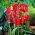 Tulipa Aladdin - Tulip Aladdin - 5 bulbs