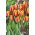 Tulipa Apeldoorn's Elite - Tulip Apeldoorn's Elite - 5 bulbs