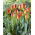 Tulipa Banja Luka - Tulip Banja Luka - 5 bulbs