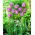 Tulipa Blue Aimable - paquete de 5 piezas