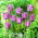 Tulipa Blue Aimable - paquete de 5 piezas