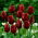 Tulipa Jan Reus - Tulipán Jan Reus - 5 květinové cibule