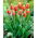 Tulipan Lambada - pakke med 5 stk - Tulipa Lambada