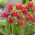 Tulipa Miami Sunset - Tulip Miami Sunset - 5 bulbs