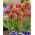 Tulipa Miami Sunset - Tulip Miami Sunset - 5 bulbs