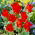 Tulipa Praestans Unicum - Tulpe Praestans Unicum - 5 Zwiebeln