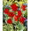 Tulipa Praestans Unicum - Tulpe Praestans Unicum - 5 Zwiebeln