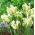 チューリップスーパーオウム - チューリップスーパーオウム -  5球根 - Tulipa Super Parrot