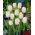 Tulipa Swan Wings - Tulip Swan Wings - 5 bulbs