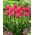 Tulipa Van Eijk - Tulip Van Eijk - 5 bulbs