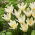 Tulp Concerto - pakend 5 tk - Tulipa Concerto