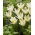Tulp Concerto - pakend 5 tk - Tulipa Concerto