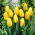 Tulip Yellow - paquete grande! - 50 pcs - 