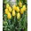 Tulip Yellow - paquete grande! - 50 pcs - 