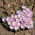 Oxalis cileno - Oxalis adenophylla - Confezione grande! - 50 pezzi; Acetosella d'argento, acetosa cilena