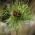 Allium Hair - 5 bulbi
