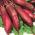 Beetroot - Alexis - Cylindrical Crimson Roots Ideal for Preserves - Fresh Seeds