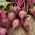 Punajuurikas - Moulin Rouge - Beta vulgaris - siemenet