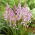 Pink squill (Scilla) - Stort paket! - 100 st.