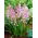 Pink squill (Scilla) - Stort paket! - 100 st.
