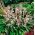 Pink squill (Scilla) - Stort paket! - 100 st.
