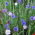 Fiordaliso, pulsante scapolo - mix di varietà perenne - 75 semi - Centaurea