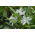 La gloria de la nieve de Bossier - Chionodoxa luciliae alba - ¡Paquete grande! - 100 piezas; Gloria de la nieve de Lucile