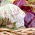 Endive "Variegata di Castelfranco" - 720 seeds