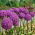 Ceapa gigant - pachet XL! - 50 buc.